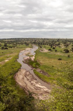 Bulutlu bir günde Kenya 'da Acacias