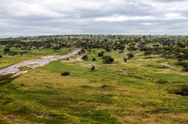 Bulutlu bir günde Kenya 'da Acacias