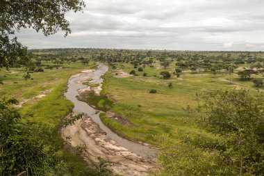 Bulutlu bir günde Kenya 'da Acacias