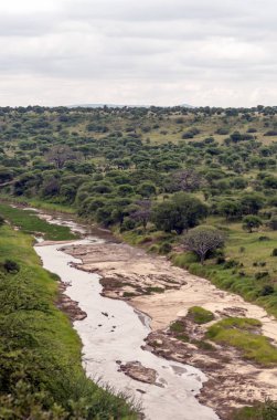 Bulutlu bir günde Kenya 'da Acacias