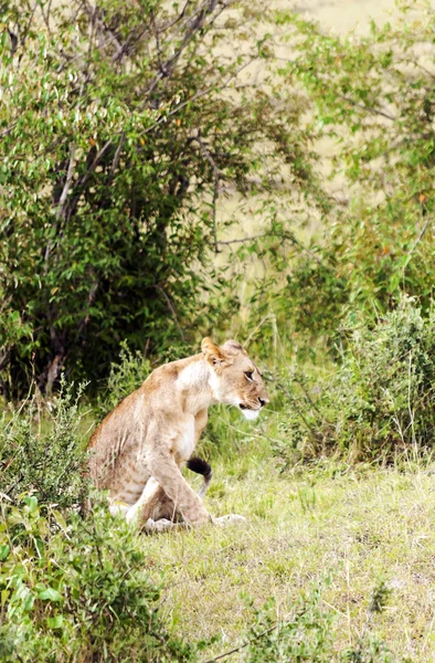 Львица Джунглях Кении Облачный День — стоковое фото