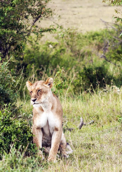 Leeuwin Jungle Van Kenia Een Bewolkte Dag — Stockfoto