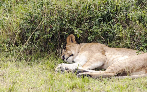 在多云的一天 肯尼亚丛林里的女狮子座 — 图库照片