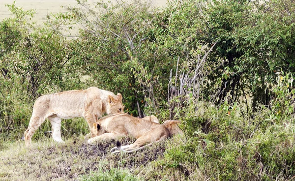 Löwin Dschungel Von Kenia Einem Bewölkten Tag — Stockfoto