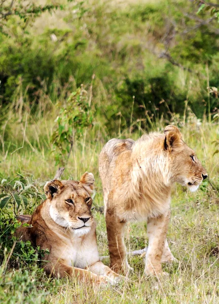 Bulutlu Bir Günde Kenya Ormanında Dişi Aslan — Stok fotoğraf