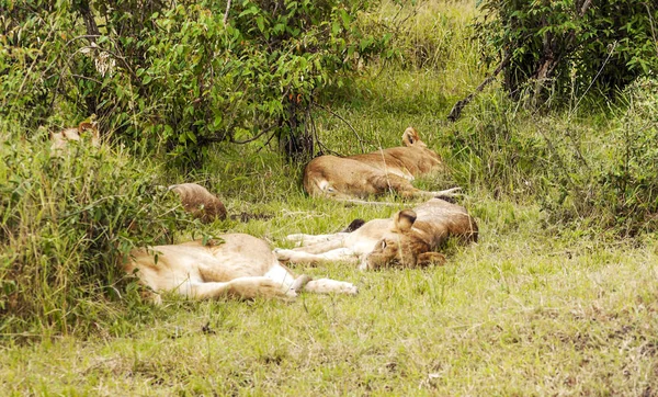 Lionne Dans Jungle Kenya Par Une Journée Nuageuse — Photo