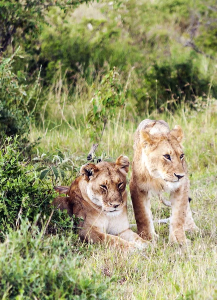 Lionne Dans Jungle Kenya Par Une Journée Nuageuse — Photo