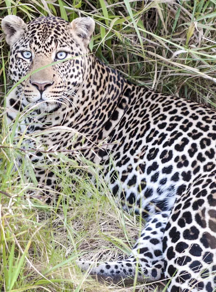 Leopardo Selva Kenia Día Nublado —  Fotos de Stock