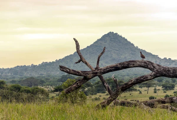 Kenya Manzara Bulutlu Bir Günde — Stok fotoğraf