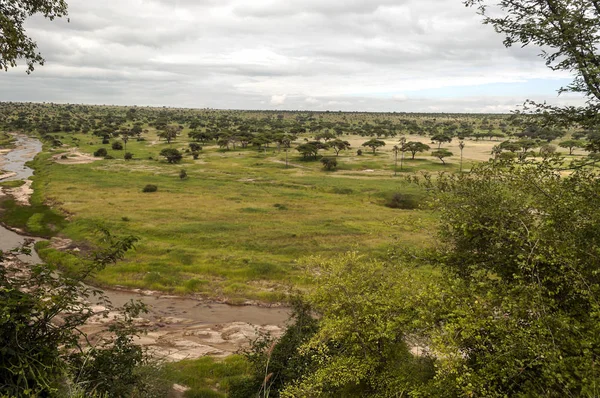 Acacias Kenia Día Nublado — Foto de Stock