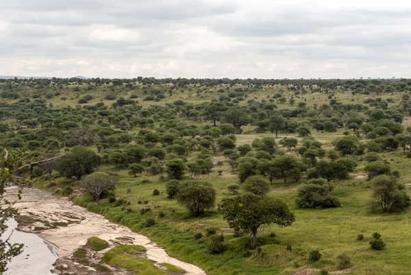 Acacias Kenia Día Nublado — Foto de Stock