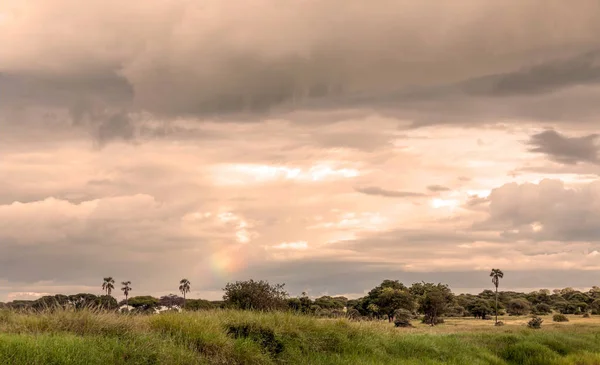 Acácias Quênia Dia Nublado — Fotografia de Stock
