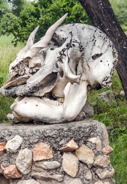 Kenya otlaklarında boynuzları olan kemiğin geri kalanı.