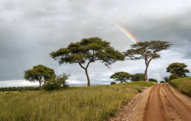 Bulutlu bir günde Kenya 'da Acacias