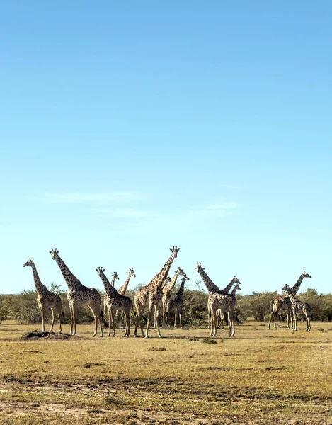 Girafas Nas Pradarias Com Acácias Quênia Dia Nublado — Fotografia de Stock