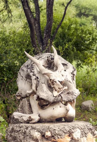 Resto Osso Com Chifres Nas Pastagens Quênia — Fotografia de Stock
