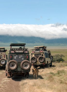 Serengeti, Tanzanya - 2014 olabilir. Turist jeep safari Tanzanya Milli Parkı'nın yol. Traying bkz: hayvanlar.