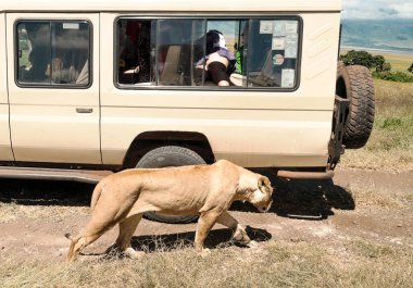Serengeti, Tanzanya - 2014 olabilir. Turist jeep safari Tanzanya Milli Parkı'nın yol. Traying bkz: hayvanlar.