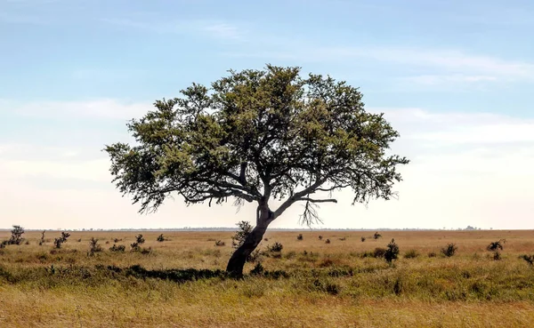 Acacias Tanzania Día Soleado —  Fotos de Stock