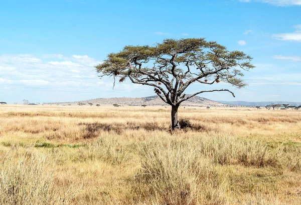 Acacias Tanzanie Par Une Journée Ensoleillée — Photo