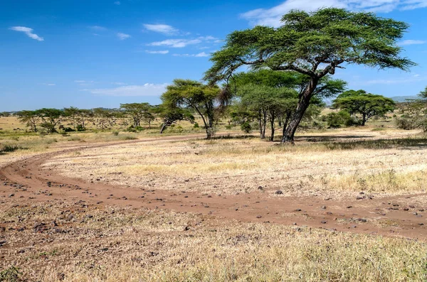 Acacias Tanzania Een Zonnige Dag — Stockfoto