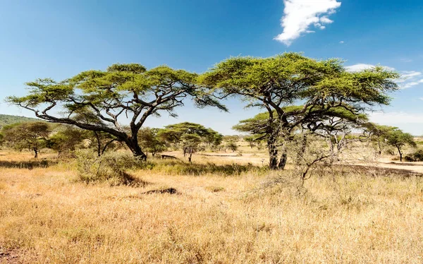 Acacias Tanzania Een Zonnige Dag — Stockfoto