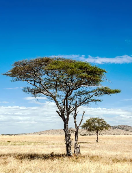 Acacias Tanzanie Par Une Journée Ensoleillée — Photo