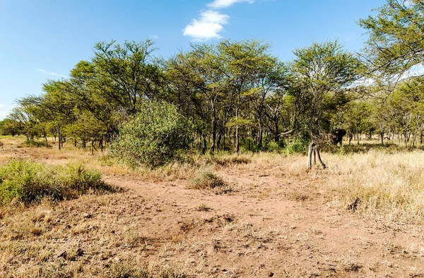 Akáty Tanzanii Slunečného Dne — Stock fotografie