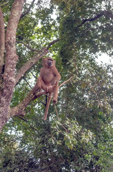 Apen Het Acacias Van Tanzania — Stockfoto