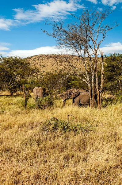 Éléphants Entourés Acacias Tanzanie — Photo