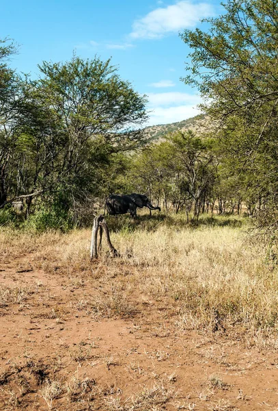 Acacias Tanzania Een Zonnige Dag — Stockfoto