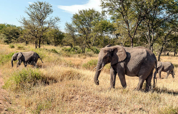 Слоны, окруженные акациями в Танзании