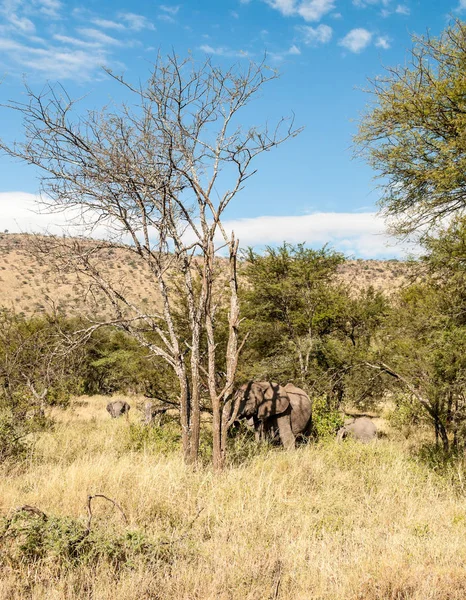 Éléphants Entourés Acacias Tanzanie — Photo