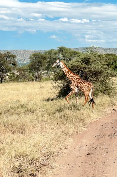 Girafas Savana Tanzânia — Fotografia de Stock