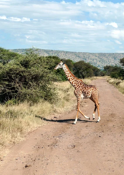 Girafas Savana Tanzânia — Fotografia de Stock