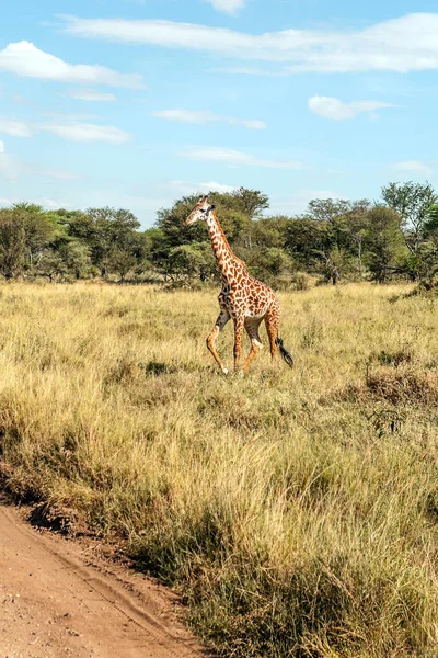 Girafas Savana Tanzânia — Fotografia de Stock