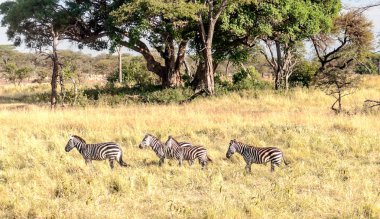 Zebralar Savannah Tanzanya'nın