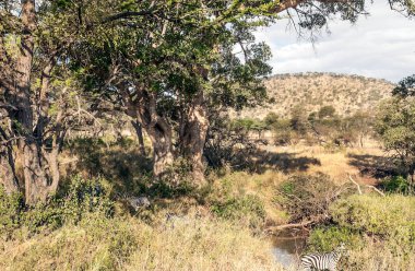 Acacias Tanzanya güneşli bir günde