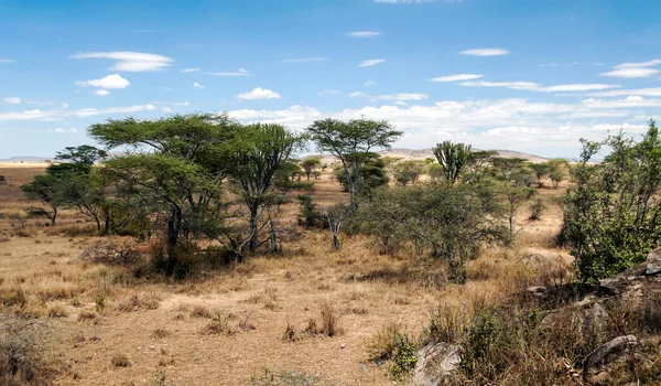 Acacias Tanzanya Güneşli Bir Günde — Stok fotoğraf