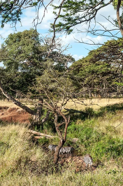 Acacias Tanzania Een Zonnige Dag — Stockfoto