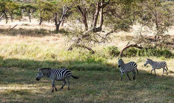 Zebras Der Savanne Von Tansania — Stockfoto