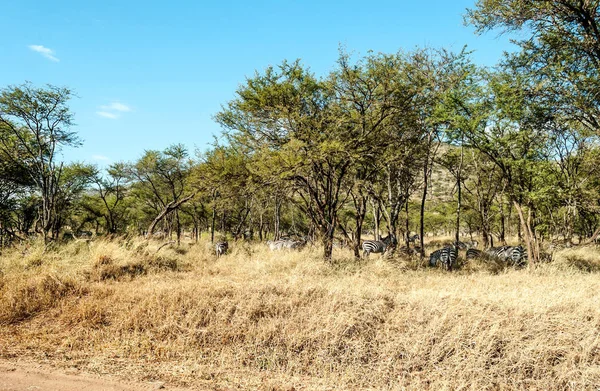 Akáty Tanzanii Slunečného Dne — Stock fotografie