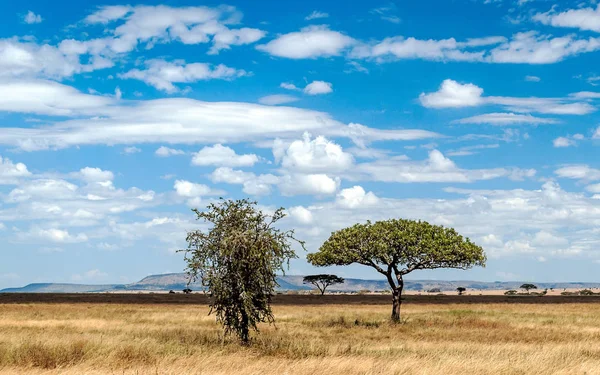 Acacias Tanzanii Słoneczny Dzień — Zdjęcie stockowe