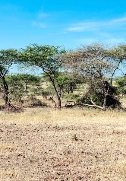 Acacias Tanzanie Par Une Journée Ensoleillée — Photo