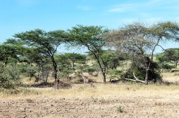 Acacias Tanzanie Par Une Journée Ensoleillée — Photo