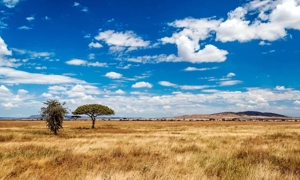 Acacias Tanzanii Słoneczny Dzień — Zdjęcie stockowe