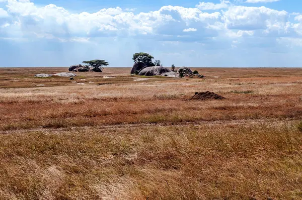 Olifanten Savanne Van Tanzania — Stockfoto