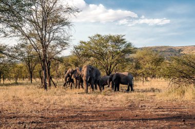 Tanzanya 'da asfalar tarafından çevrili filler.