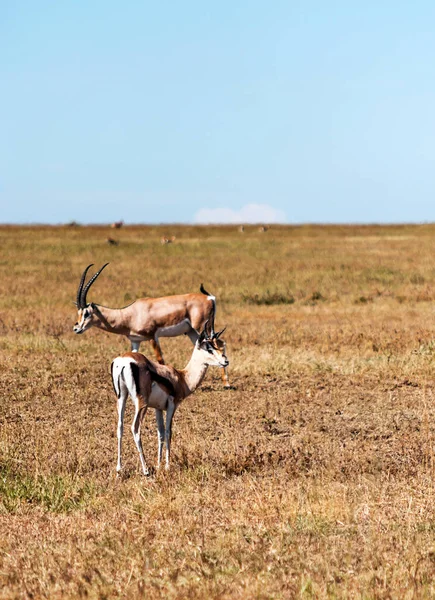 탄자니아의 사바나에 Impalas — 스톡 사진