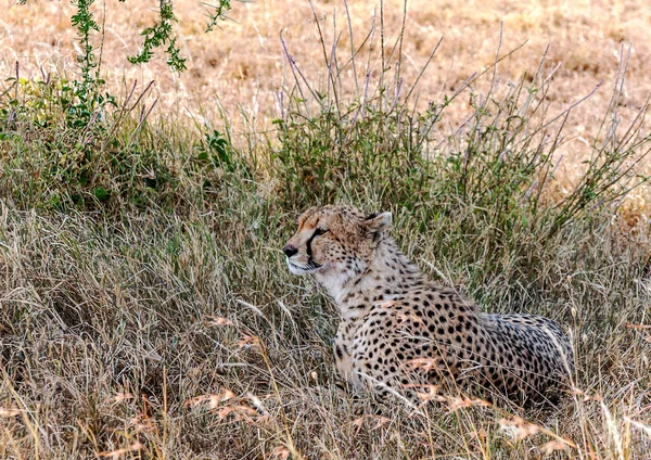 Leopardo Las Ramas Árbol Sabana Tanzania —  Fotos de Stock